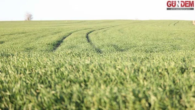 Trakya'da bu sene buğday erken boy attı