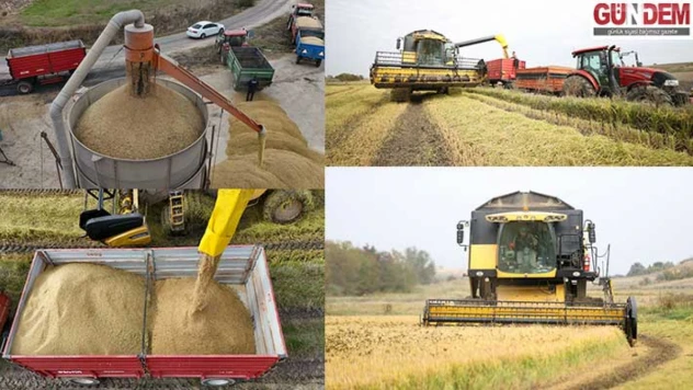 'Türkiye'nin çeltik ambarı' olarak nitelenen Trakya'da hasat tamamlandı