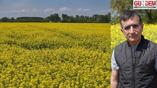 Yağ bitkisi kanola, arıcılıkta da avantaj sağlıyor