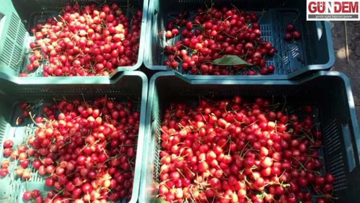 Çeribaşı Kirazı Edirne’nin tescilli tarım ürünü oldu