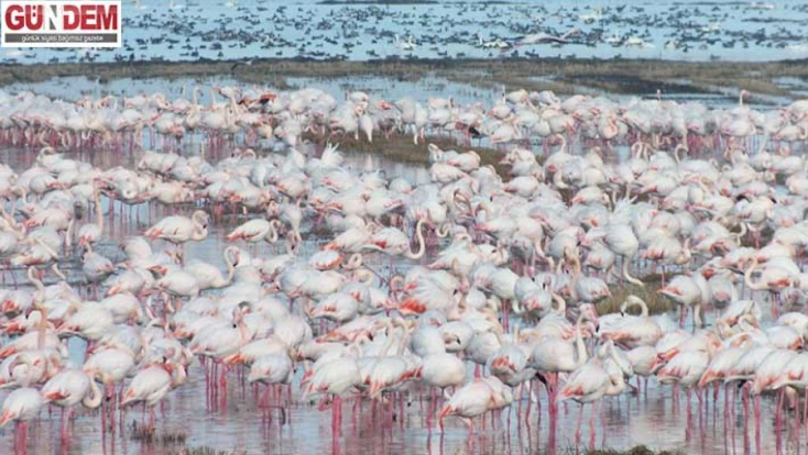 göçmen kuşlar çeltik tarlalarında yiyecek arıyor