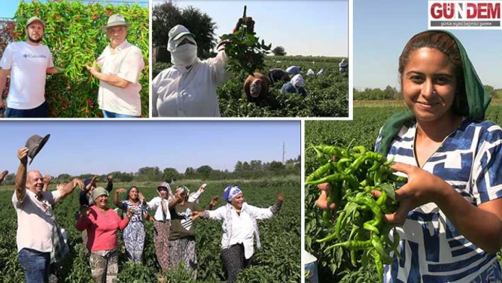 Karaağaç biberinde hasat sezonu başladı