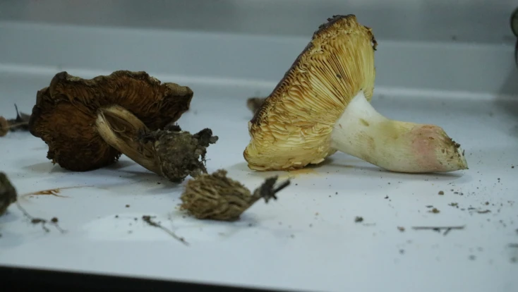 Marmara’nın kuzeyinde 3 yıllık doğa envanteri başladı