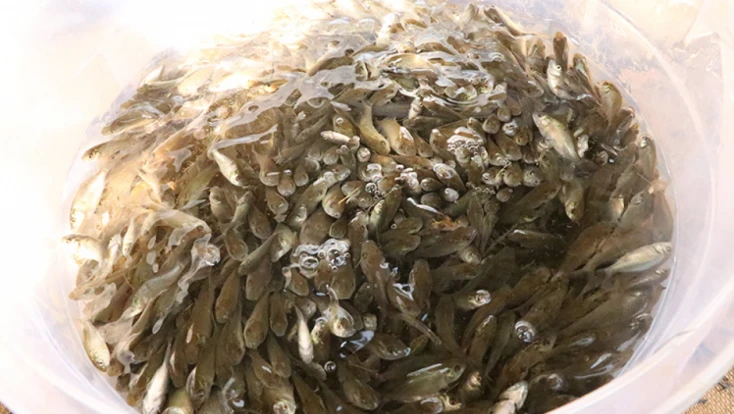 Milyonlarca sazan yavrusu doğaya kazandırıldı