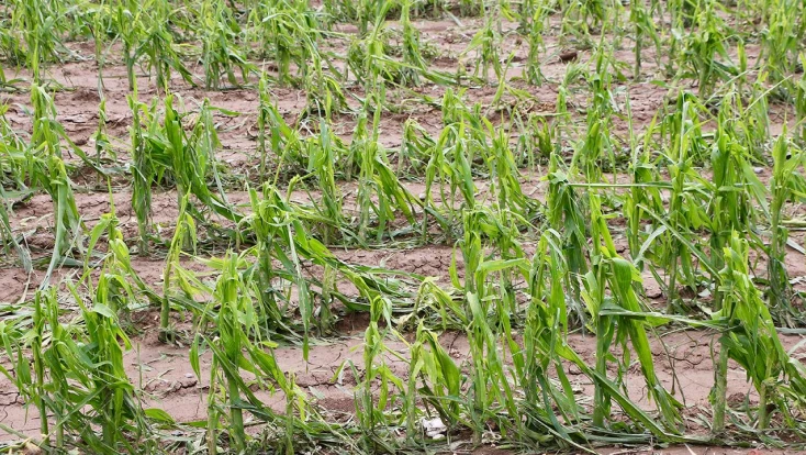 Tarım sigortalarında yeni dönem: 2026’da kapsam ve prim desteği genişletildi