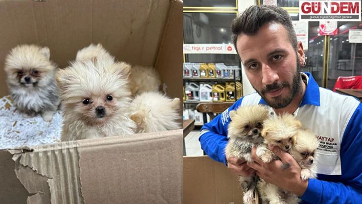 5 pomeranian cinsi yavru köpek yakalandı