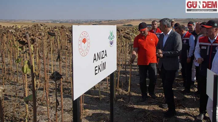 'Anıza erken ekim' ayçiçeğinde verimi artırdı
