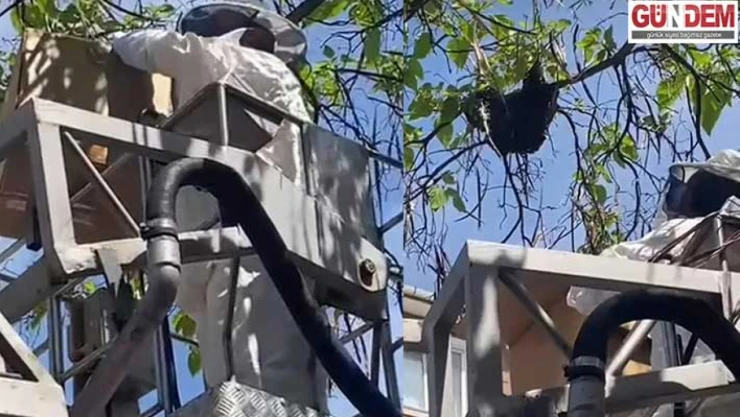 Arı kolonisi güvenle başka yere alındı