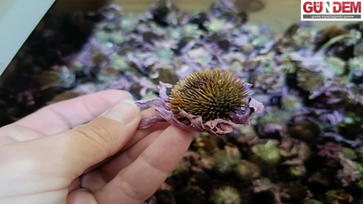 Bağışıklığı güçlendiren doğal reçeteler