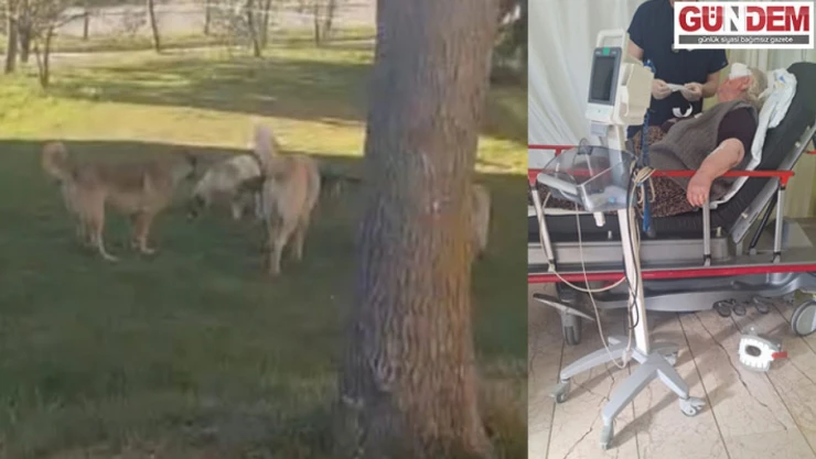 Başıboş köpekler dehşet saçtı