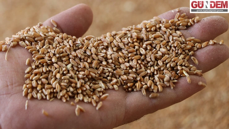 Buğday ve arpa fiyatları Trakya çiftçisinin beklentisini karşıladı