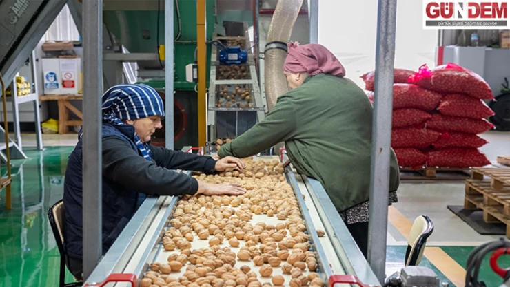 Ceviz üretimine başlayan işletme elektriğini güneşten karşılıyor