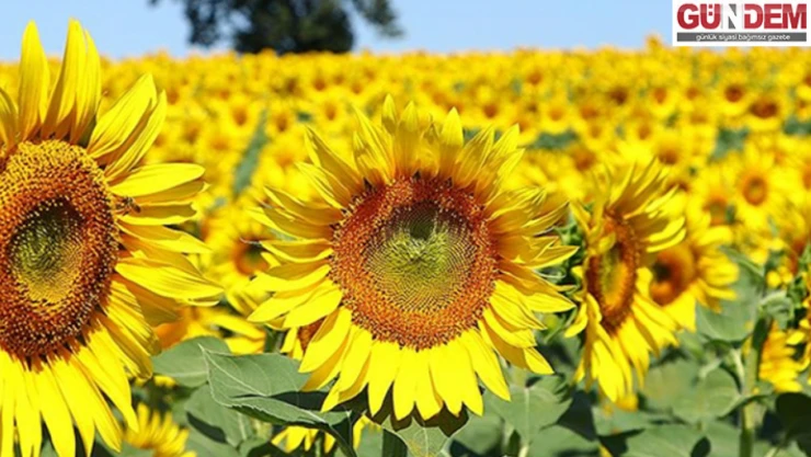 'Çiftçi ayçiçeğinden vazgeçmek üzere'