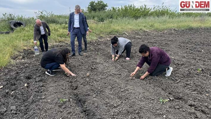 Çiftçilere 66 bin 640 karpuz fidesi dağıtıldı