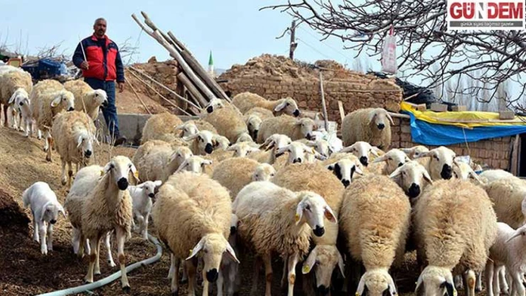 Çoban istihdamına yüzde 125 zam