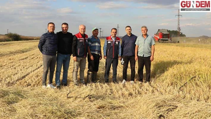 Destekle ekilen çeltikte bereketli hasat başladı