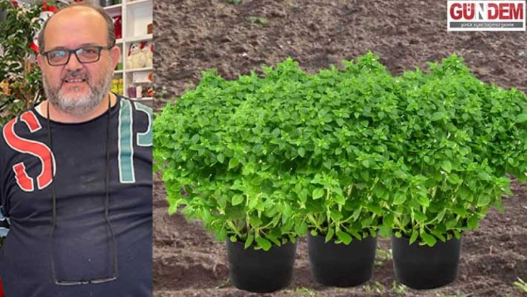 Doğal bitkilerle yaz aylarında böcek saldırılarından korunmak mümkün