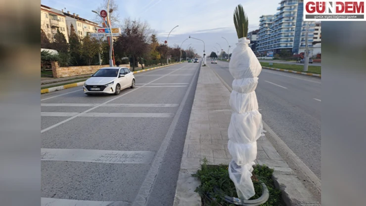 Edirne Belediyesi palmiyeler nedeniyle yeniden gündemde