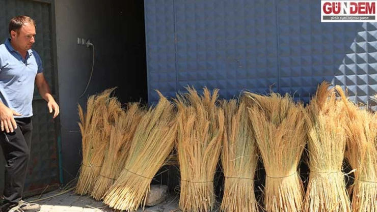 Edirne'de 'süpürge otu' üreticileri ihracatı artırmayı hedefliyor