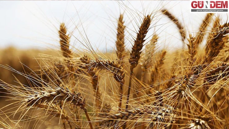 Edirne Ticaret Borsası Buğday Fiyatını Açıkladı