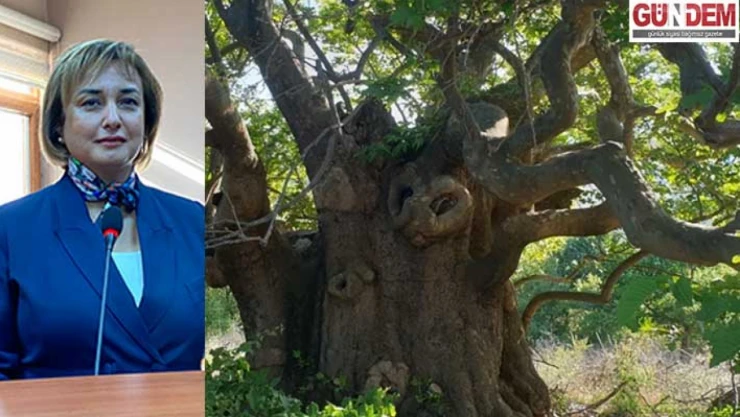 En fazla anıt ağaç Edirne'de