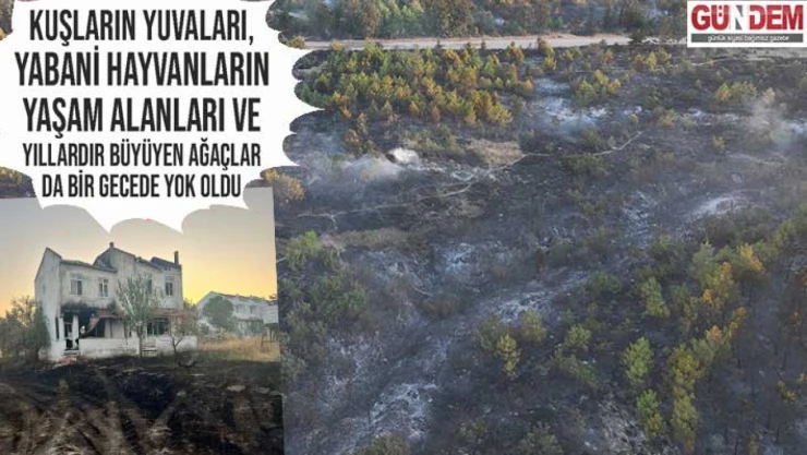 Enez'de büyük felaket: Evler yandı, ormanlar yok oldu