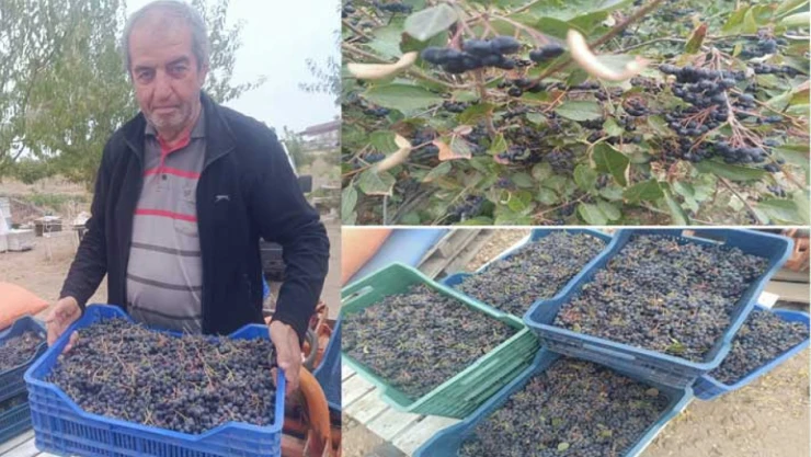 Enez'den yurdun her yerine kargoyla aronya gönderiliyor