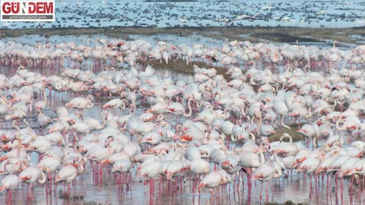 göçmen kuşlar çeltik tarlalarında yiyecek arıyor