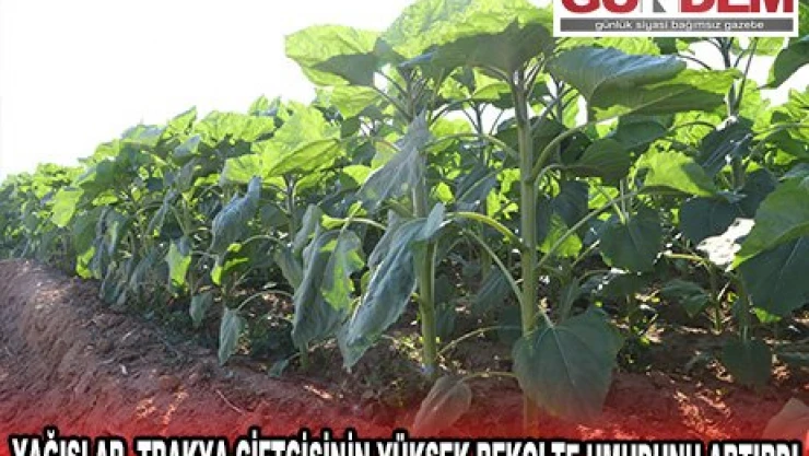 Yağışlar, Trakya çiftçisinin yüksek rekolte umudunu artırdı