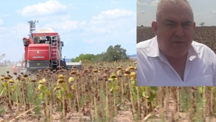 Ayçiçeğinde durum vahim
