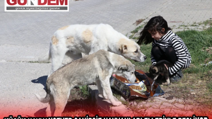 Küçük hayvansever sahipsiz hayvanları elleriyle besliyor