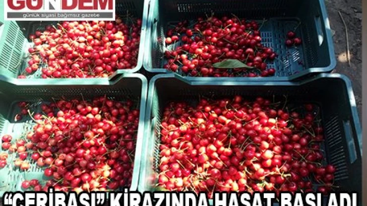 Edirne'ye özgü 'Çeribaşı' kirazında hasat başladı