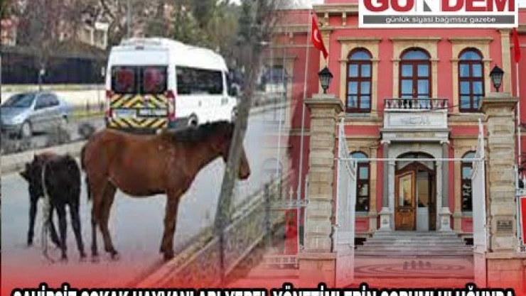  Sahipsiz sokak hayvanları yerel yönetimlerin sorumluluğunda