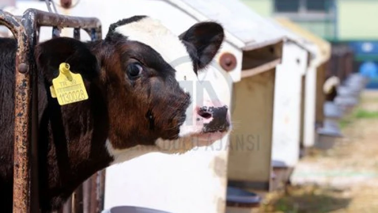 Hayvancılıkta hedef aşısız ari bölge