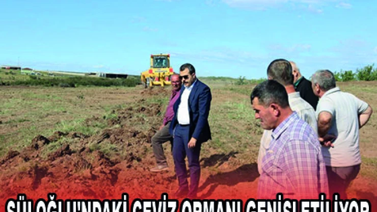SÜLOĞLU'NDAKİ CEVİZ ORMANI GENİŞLETİLİYOR