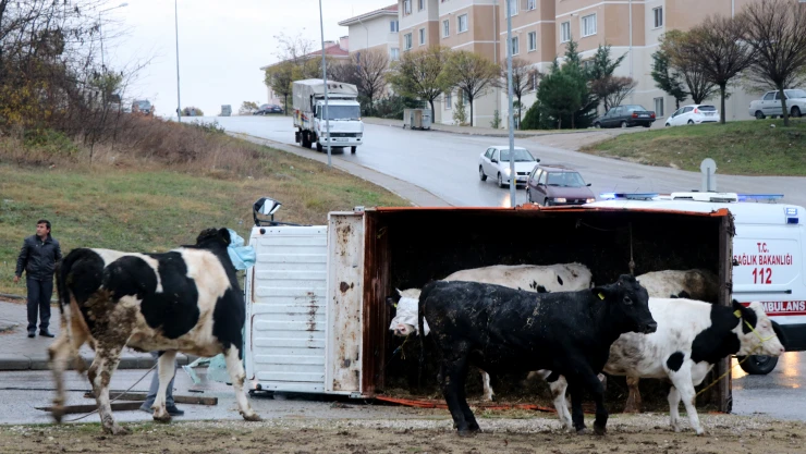 Kaza yaptı, hayvanlar yola saçıldı