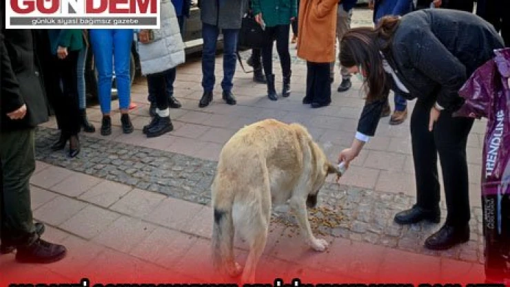 Ak Parti sokak hayvanları için kampanya başlattı