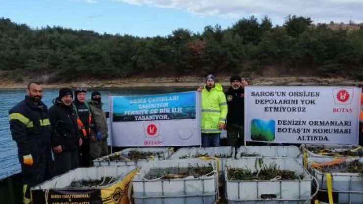 Saros'da deniz çayırları taşınıyor