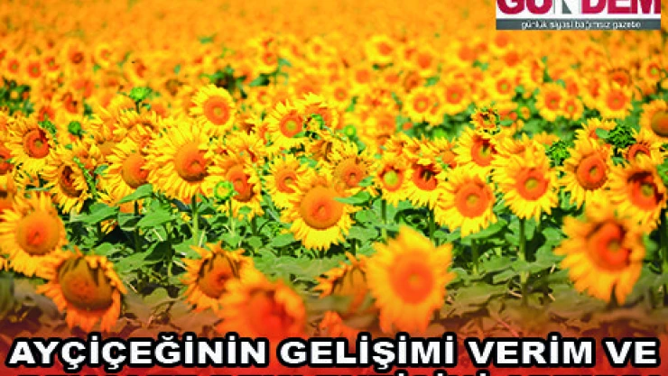AYÇİÇEĞİNİN GELİŞİMİ VERİM VE REKOLTE BEKLENTİSİNİ ARTIRDI