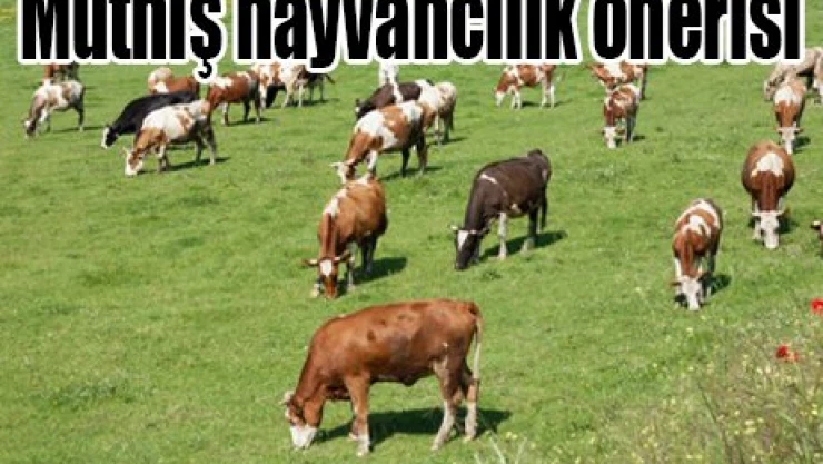 Müthiş hayvancılık önerisi