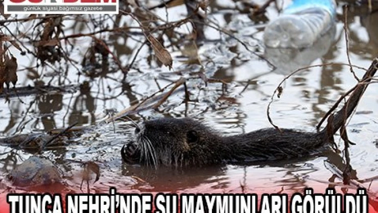 Tunca Nehri'nde su maymunları görüntülendi