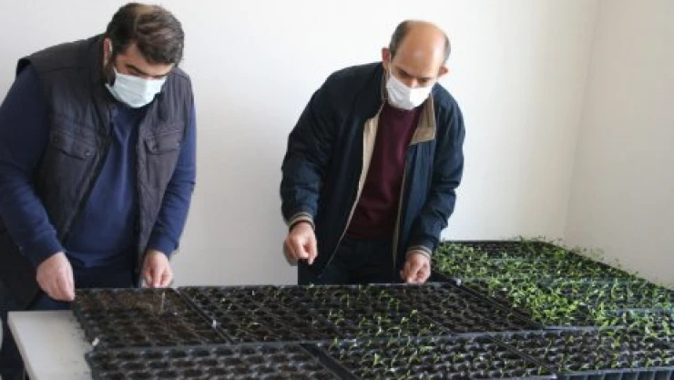 O bitki Havsa'da yetişecek