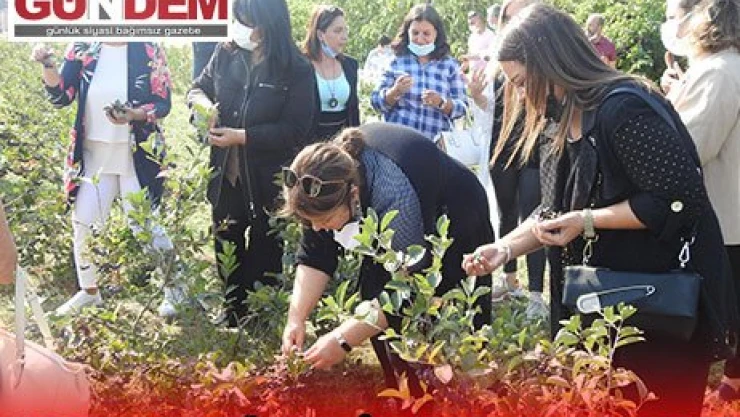 'ARONYA VE MÜRVER'İN HASADINA BAŞLANDI