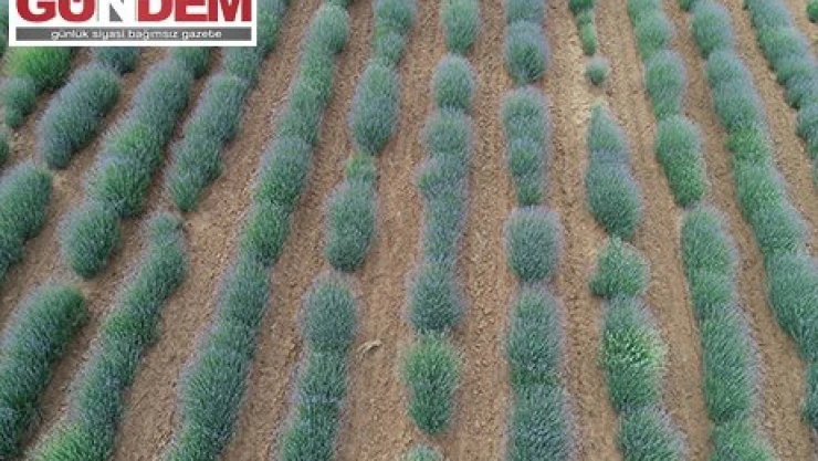 Göz alıcı mor renkli tarlalar 'Tekirdağ Lavanta Günleri''nde ziyaretçilerini ağırlayacak