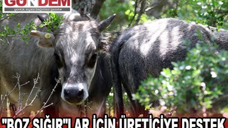 'Boz sığır'lar için üreticiye destek