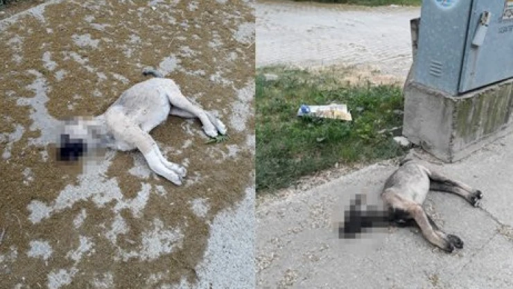 Bulun bu vicdansızları!