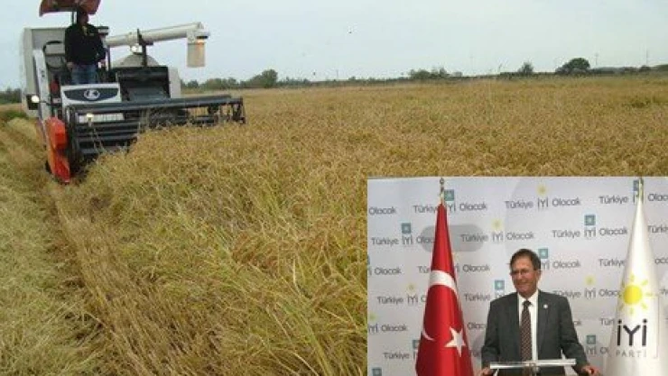 Çeltikte ikili kumpas