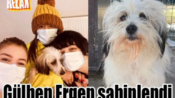 Edirne'deki barınakta yaşıyordu: Gülben Ergen sahiplendi