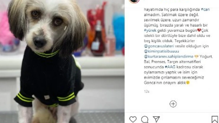 Gülben Ergen sahiplenmişti: Vuslateri'nin adını verdi
