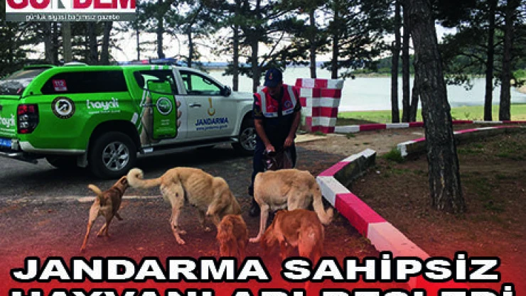 JANDARMA SAHİPSİZ HAYVANLARI BESLEDİ